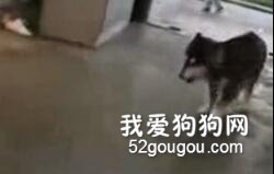 雪橇犬趁主人不注意就飞跑，半路上却杀出个没有感情的杀手