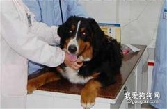 狗狗肾炎怎么办？狗狗肾炎如何治疗？