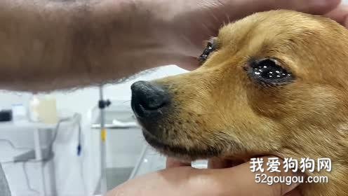 <b>狗狗真的会哭吗？</b>