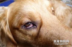 狗狗得了红眼病怎么治疗？