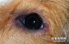 犬结膜炎怎么办？如何治疗犬结膜炎？