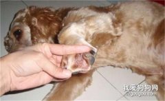 狗狗脓肿的病因与治疗