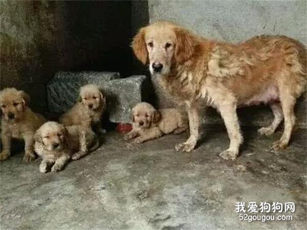 <b>见不得光的“繁殖犬”，为啥你买的狗狗如此便宜！</b>