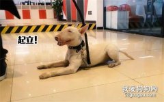 <b>总结最难训练的10大犬种，你养了吗？</b>