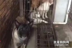 <b>寻找丢失的马犬，却意外救出上百条狗，但她还是没能救下...</b>