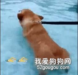 <b>柯基在水里奋力游泳，另一只柯基淌水过来：不会是个傻子吧？</b>
