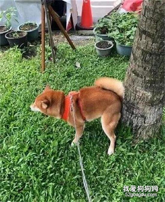<b>这只柴柴拉粑粑选的地方，简直让人笑喷了.....</b>