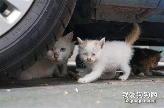<b>天冷了，细心网友在车引擎附近发现了一只被困的流浪小猫……</b>