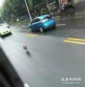 <b>心疼，一主人由于不能带狗坐公交车，狗狗跟着车追了半小时...</b>