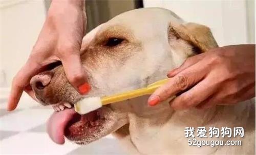 狗狗口腔及牙齿护理