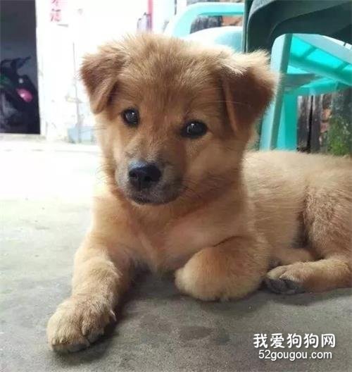 <b>土狗被归属禁养犬，网友：“在中国，竟然不能养中华田园犬？”</b>