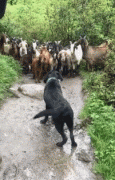 黑狗被一群山羊挡路，前一秒还气势汹汹，可下一秒就....
