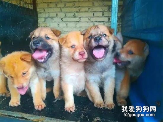 <b>我爱中华田园犬：灵魂与品种无关！</b>