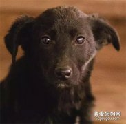 <b>我是只中华田园犬，你还爱我吗？</b>