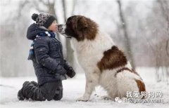 养狗的几个误区 你是否误入过