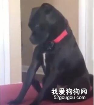 网友家的狗两条前腿痒，于是它想了个办法……