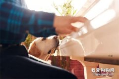 <b>我是你的眼-导盲犬迪克和沙果</b>