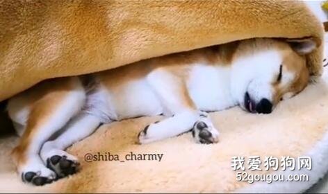 看了这只狗子睡觉的样子，我也想买个狗窝睡睡看了！