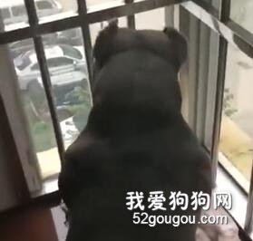 <b>狗子被神秘力量推向了阳台...</b>