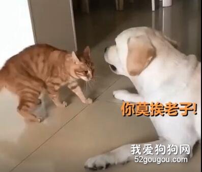 <b>当狗中饭桶和猫中吃货相遇，会碰撞出怎样的火花！</b>