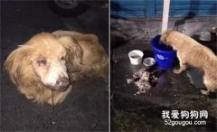 <b>18岁眼盲老犬被遗弃，被发现时它嘴流着脓在翻垃圾……</b>