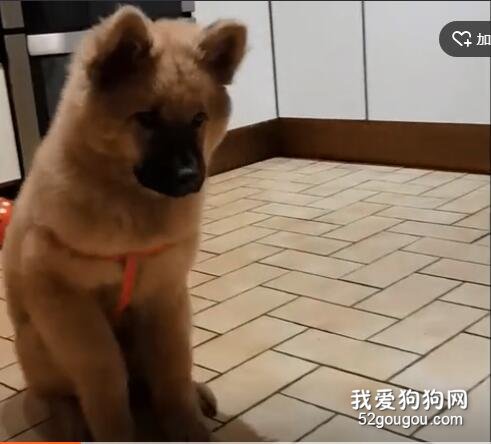 狗子每次到饭点就开始跳踢踏舞