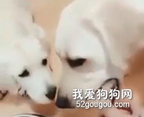 看到主人戏弄宝宝，狗妈妈一秒制止，超霸气啦！