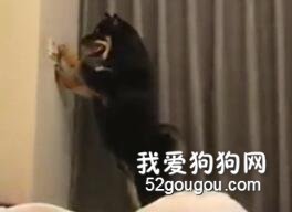 <b>让柴犬帮忙关灯，结果它玩上瘾了...闹鬼了吗？</b>