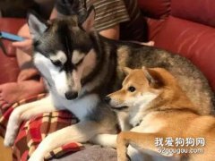 <b>二哈和柴犬在调情，下一秒狗子差点没了命...</b>