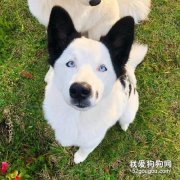 <b>网友晒出罕见的狗狗，结果仔细一看品种，瞬间笑惨了...</b>