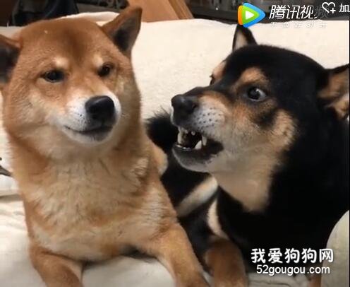 <b>你看这只狗，像不像莫名其妙挨了顿骂的你？</b>