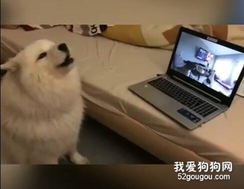 <b>切勿给狗狗看同类视频，那是来自远古的呼唤！</b>