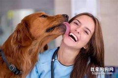 狗狗舔你是因为喜欢你？错！不止是这么简单……