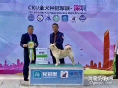 <b>我国原生犬获CKU冠军！它的名字叫中国唐狗！</b>