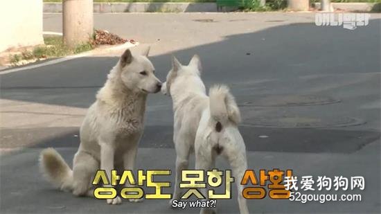 <b>狗狗的女友被另一只狗抢走，最后的结局……好扎心！</b>
