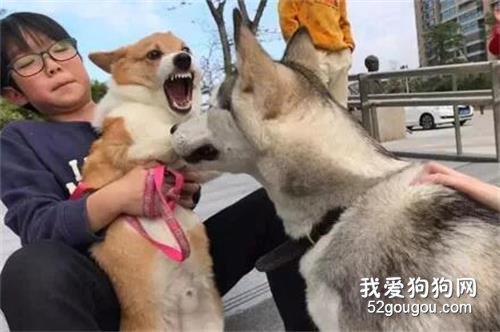 <b>二哈亲了一口路边的柯基，没想到画风竟然变这样？</b>