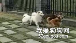 <b>千万不给把狗狗喂太肥，失去朋友的痛苦你永远不懂！</b>