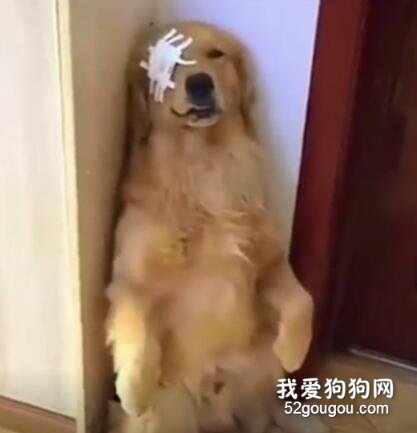 <b>金毛和马犬出去打架，回来的样子不忍直视，主人都哭笑不得！</b>