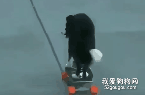 边牧可以聪明到什么程度？