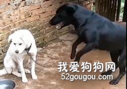 <b>没见过这么话唠的狗子，同伴都快被它烦死了！</b>