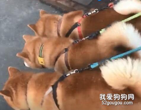 有的狗，怎么走都不会散！
