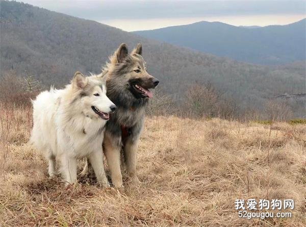 <b>狗中侠客！被这只霸气高冷的狗子帅哭了！</b>