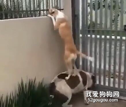 <b>史上最感天动地的兄弟情，没有之一</b>