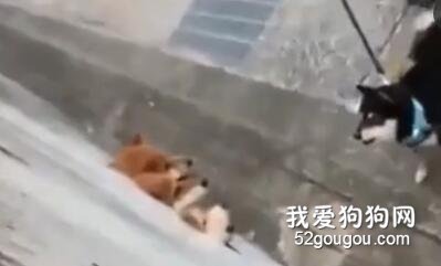 <b>不得了！这只狗子居然单挑三只狗！！</b>