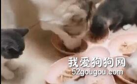 二哈真是不按套路出牌啊！哈哈哈笑喷了