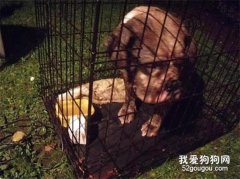 <b>因为难产，主人将繁殖犬抛弃在公园，让它们自生自灭……</b>