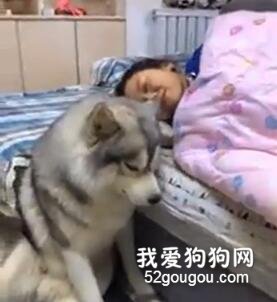 <b>冬天到了，原来.... 这就是养二哈真正的目的！</b>