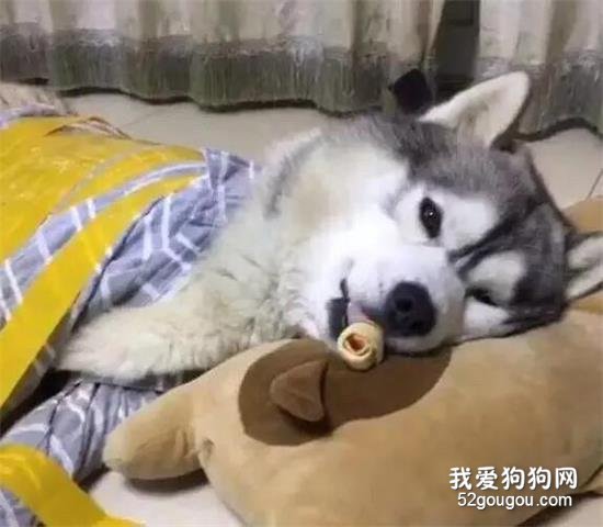 <b>为了防止二哈拆家，网友想了一个办法......</b>