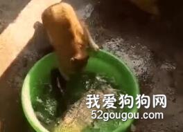 年关将至，提醒大家要提防身边的猫猫狗狗了！