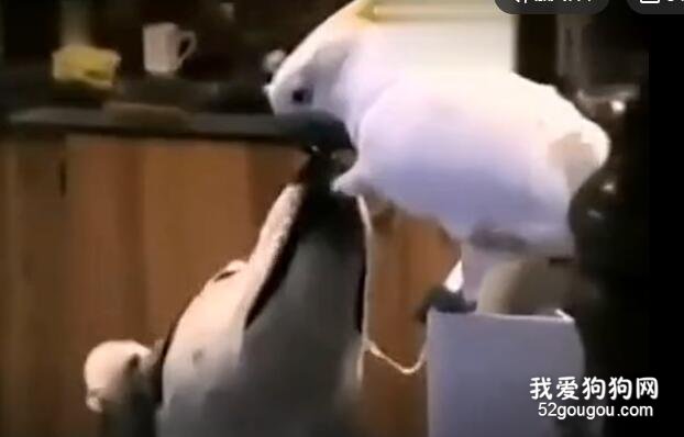 <b>雪橇犬偷学鸟语，竟伙同鹦鹉一起做贼！</b>
